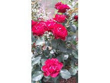 Heinz Winkler (10).JPG