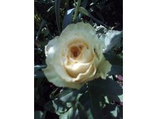 IMG 20160626 100659[1].jpg