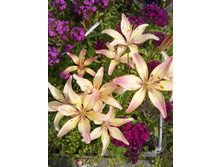 ����� (������ ��������, ��������� �� ����. 4 ����)