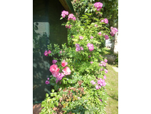 ��������� ��� ������-��������� � ������ �������.