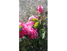 Deep Impression (12).JPG