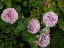 �������� ���