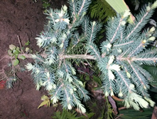 ��� ������� Santa Fe