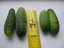 IMG 0336.JPG