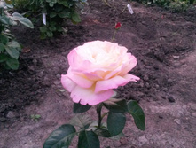 ������ ���