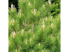 Pinus nigra nigra ����� ޣ���� / ����������� 1.75 ����