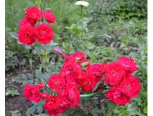 DSC 1910.JPG