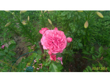 P 20160703 195122 1 p.jpg