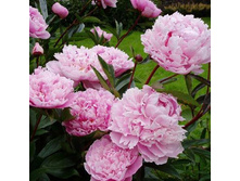 ���� Sarah Bernhardt ���� ���� ������ (Lemoine, 1906, �������) ������ 50�� 1.95 ����