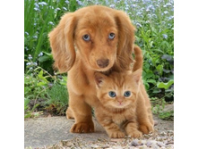 ��ԣ��� � ������