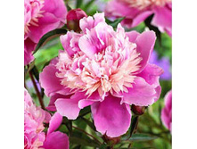 ���� Evening Dream ���� ������ ���� (�� �����) ������ 50�� 10.14 ����