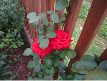 �������� 010.jpg