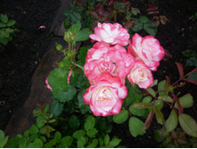 ��������� "������ ������ ������"