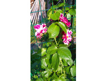 Purple Splash (3).JPG