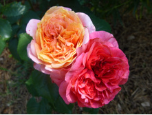 ���� ���