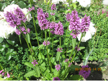 ������ (������) ����� ������� - 80 ���