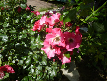 ����� ���.