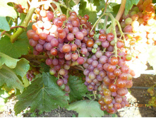 �������� ������ 3-6 (�������) 160���..jpg