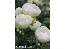 Sneeprinsesse (�����������).jpg