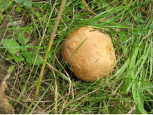 IMG 3133.JPG