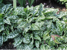 �������� (��������)-50�.gif