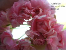 Australian Swanand Pink Rosebud