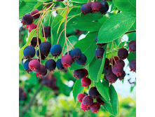 Amelanchier Prince William ������� ���� ����� ������ 5.73 ����