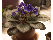 ���� ��������