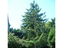 Larix decidua / europea ����������� ��������� / ����������� 1.49����