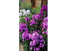 IMG 20160723 122701.jpg