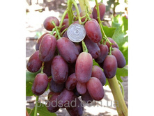 �������� ����� 160���..jpg