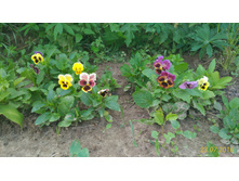 P 20160723 170350 1 p.jpg