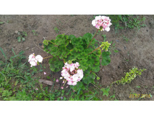 P 20160723 170413 1 p.jpg