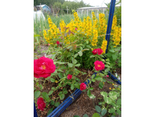 ��������� ����