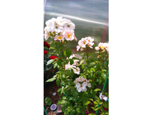 Sally Holmes (5).JPG