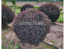 ������������� ��� ����� 2-����� 176���..jpg