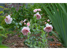 Cinderella (������ 2016�)