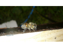 ��������� ��� ���������.JPG