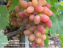 �������� ������� 160���..jpg