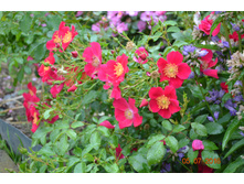 Purple Haze (���������)