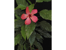 Hibiscus variegata, 2013