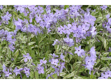 �. ������������� "Montrose Tricolor"(Ph. divaricata "Montrose Tricolor")