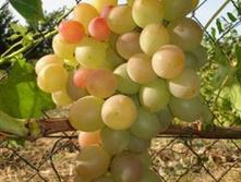 �������� ��� 160���..jpg