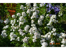 ������� �� ��� (����)