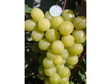 �������� ������ ������ ( ��������) 160���..jpg