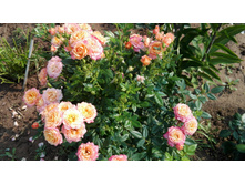 IMG 20160724 091520.jpg