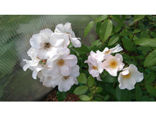 Sally Holmes (8).JPG