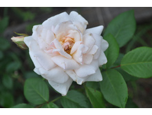 ��� ����