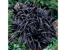 �������� Ophiopogon plan. Niger - 4,37