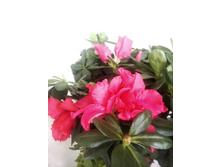 IMG 20160709 102854.jpg